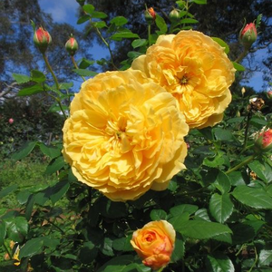 Diskretni miris ruže - Ruža - Leah Tutu™ - 